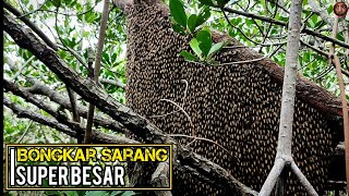 Sarang Lebah Terbesar Di Hutan Mangrove❗| Madu Hutan Murni Nektar Bakau❗
