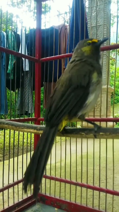 suara burung cucak Rengganis gacor