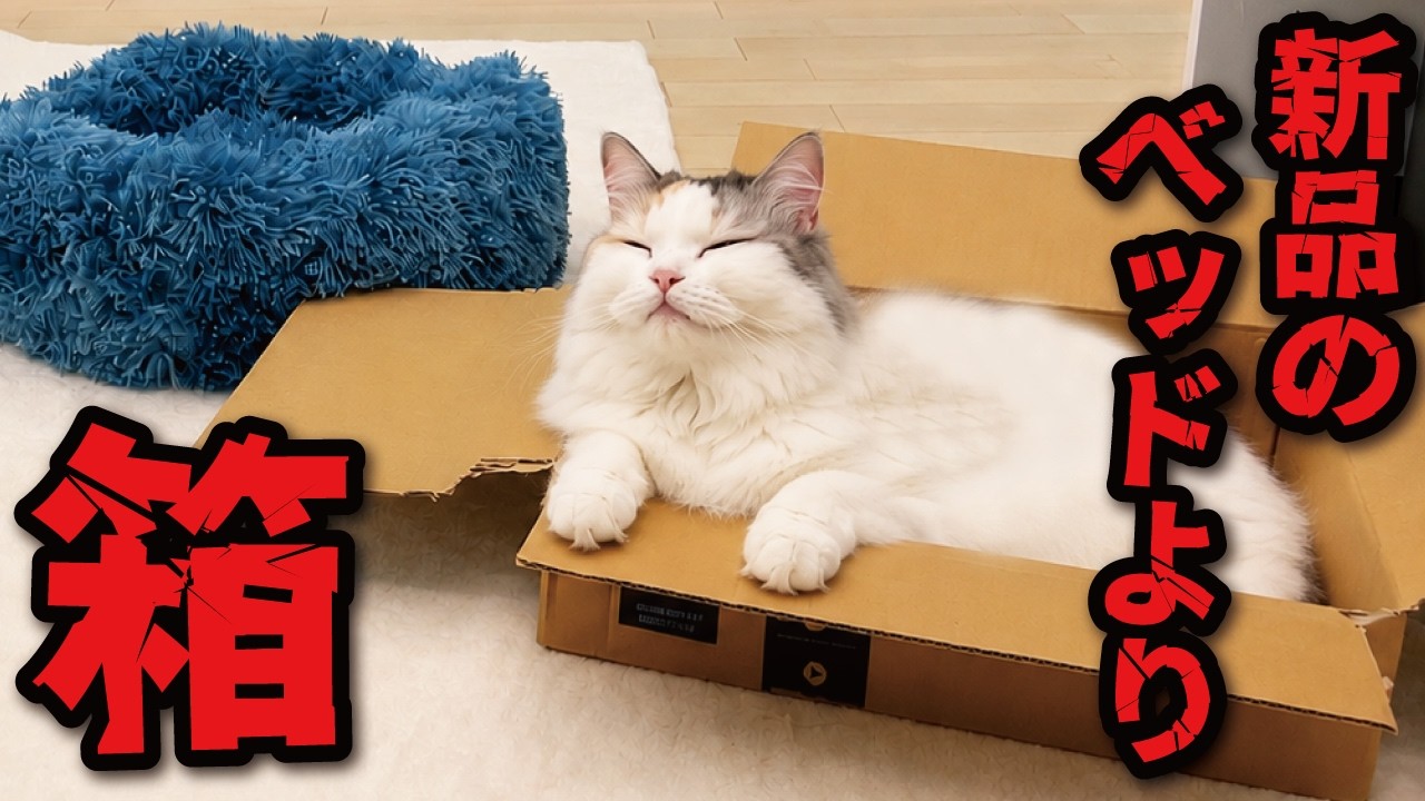 Bad News] I bought a new bed on Amazon for him, and this happened
