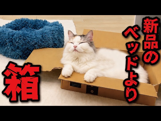 新品、めちゃくちゃやばい、横において寝ると、毎日いないとダメになる、手作り猫 Bad News] I bought a new bed on Amazon for him, and this happened