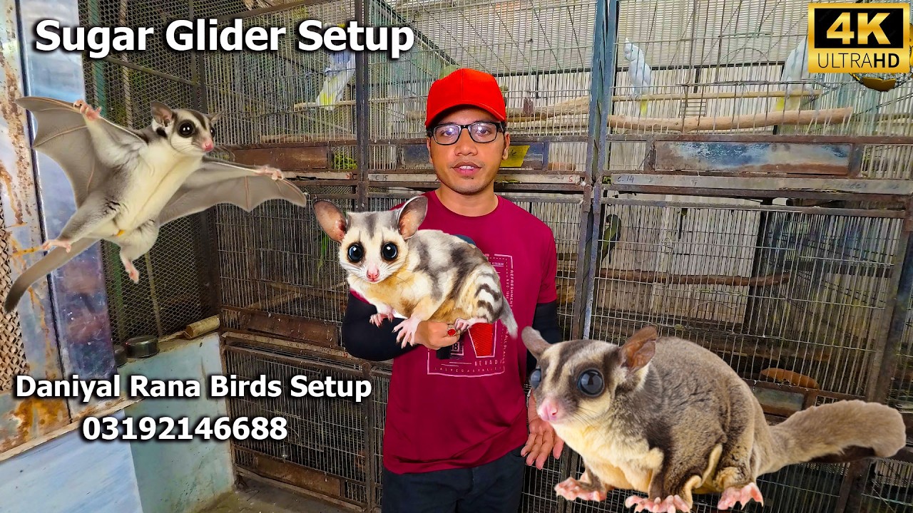 Most Beautiful Animal Sugar Glider Setup In Karachi 2026 Rare and Exotic Breeds