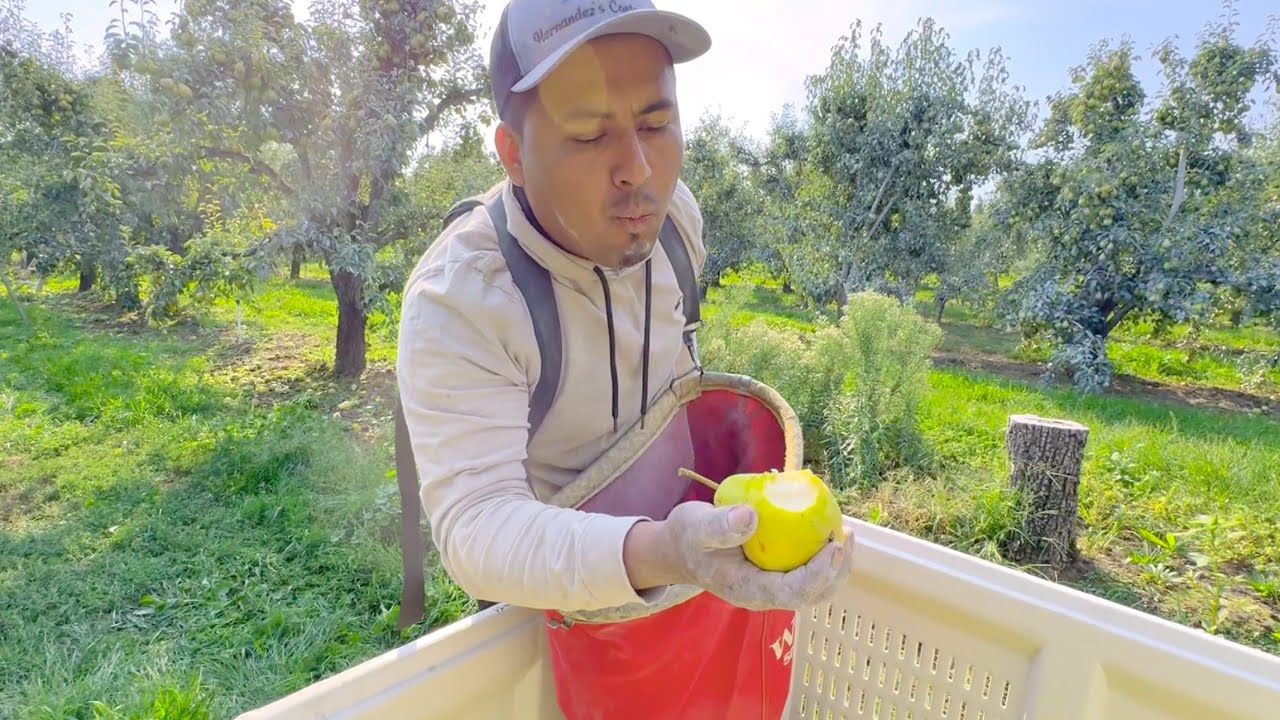 Cosechando frutas para el Puré en Washington Estados Unidos😀 