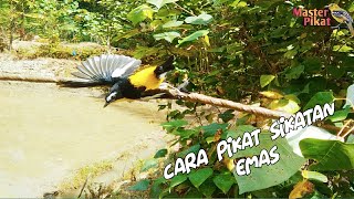 🔴Cara memikat burung SIKATAN EMAS | bird trap