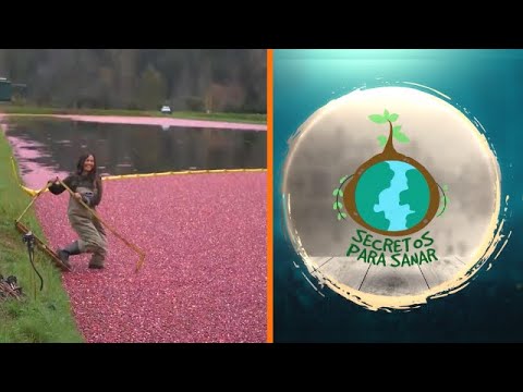 Resumen Capítulo 5: Hierbas, prácticas y alimentos para la sanación | Secretos para Sanar - Resumen Capítulo 5: Hierbas, prácticas y alimentos para la sanación | Secretos para Sanar