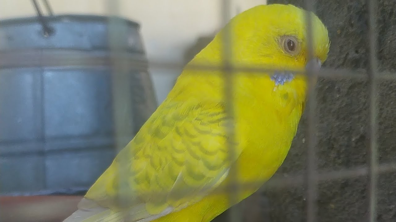 #budgies