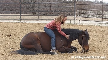 Versaceonthefloor***For info, price, etc., go to our website: ValleyViewRanch.net***