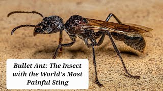 Bullet Ant: The Insect with the World's Most Painful Sting