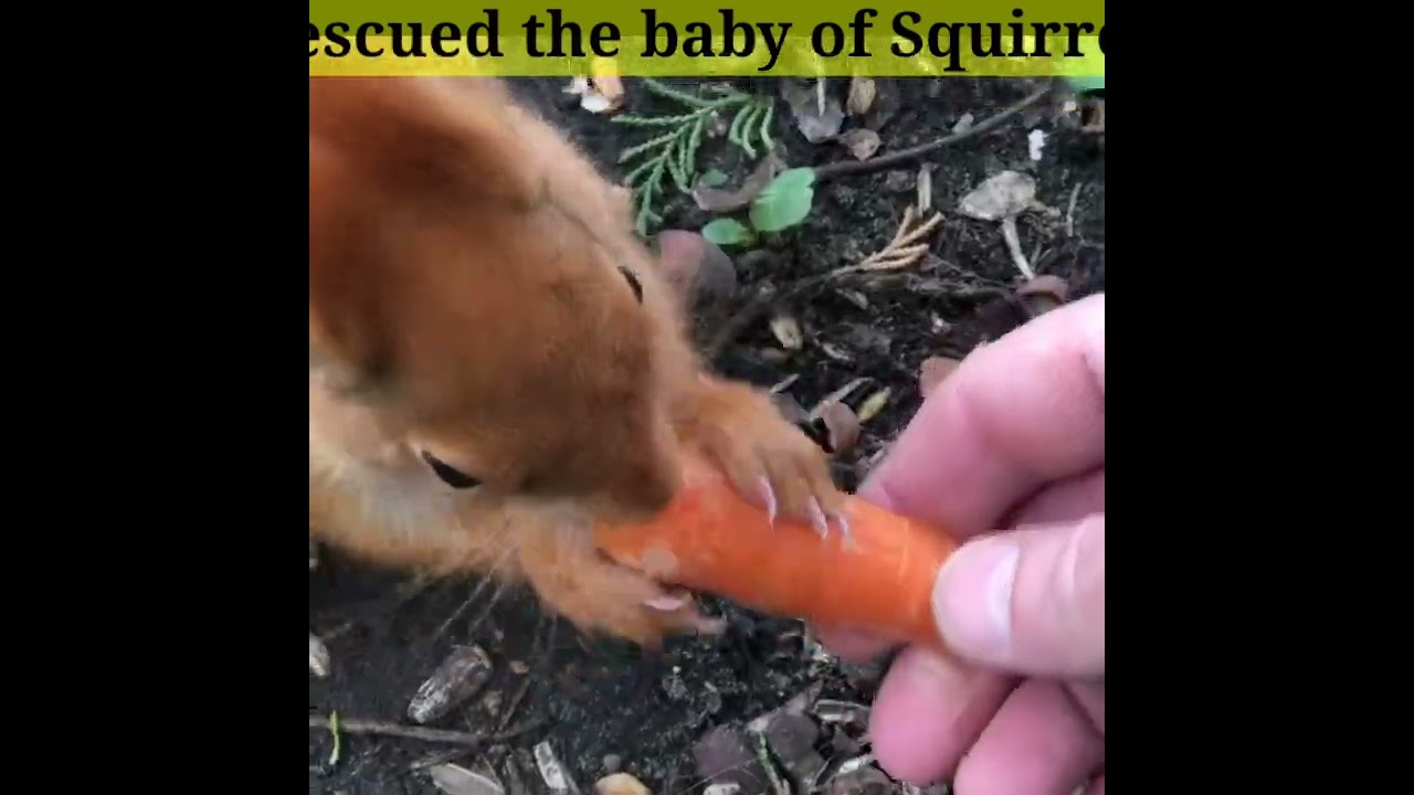 rescued the squirrel baby 
