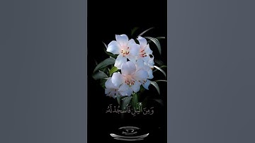 صباح الخير🌸اجمل حالات واتس اب مقاطع قصيره🌸قران كريم سورةالإنسان واذكر اسم ربك🌸احمد النفيس بدون حقوق