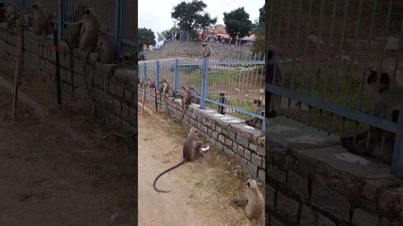 some monkeys playing in the fence