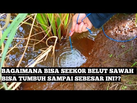Memancing Belut Purba Berukuran Raksasa Di Sela Tanaman Padi... Asli Ini Besar Banget MASBRO !!!