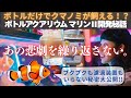 【クマノミ飼育ボトリウム開発秘話】悲しいブームの裏でクマノミ大量死の“悲劇”から生まれた水槽─ブクブクもフィルターも不要の理由とは？命を守る水槽『ボトルアクアリウム マリンⅡ』の真実を語って頂きました