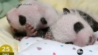 Baby Panda Twins: Adorable First Moments | CUTE ANIMALS (Episode 8) Baby Panda Twins: Adorable First Moments | CUTE ANIMALS (Episode 8)