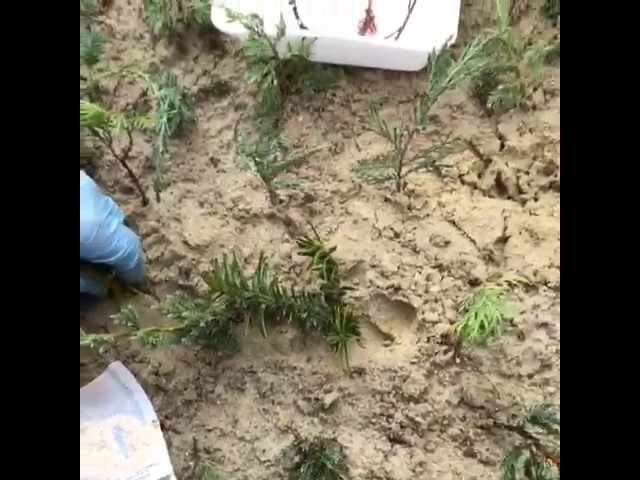 Размножение хвойных растений черенками