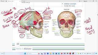 Skull & Mandible