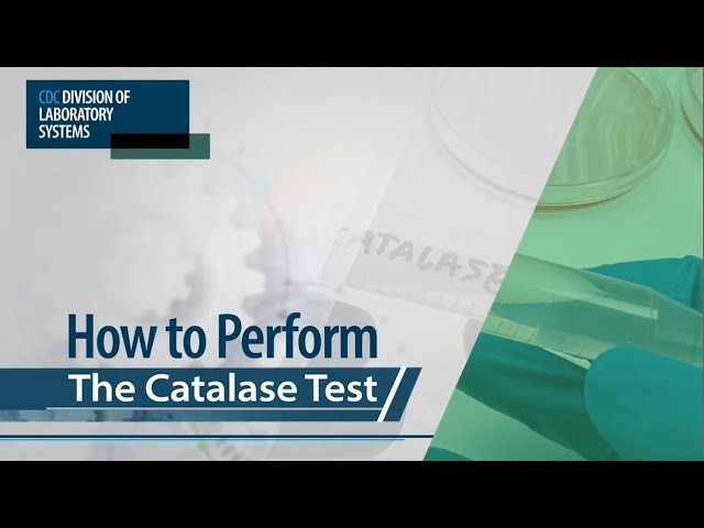 How to Perform The Catalase Test