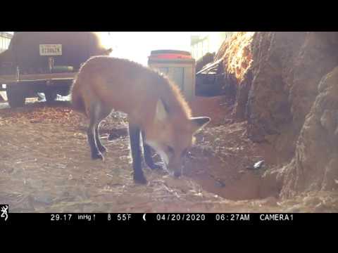 What does a fox say? Here is a red fox vixen calling to her babies.