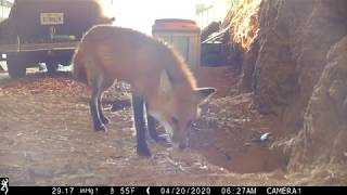 What does a fox say? Here is a red fox vixen calling to her babies.