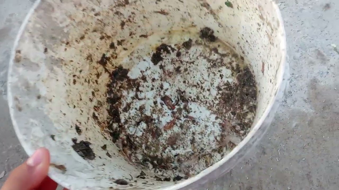 اشترينة أعلاف جديدة  +سوينة خلطة درجة اولى 🔥🪬