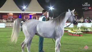 N 314 SHAHEEN M   The 7th International AHC Show   Colts 3 Years Old Class 9