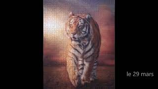 Tiger v01 puzzle screenshot 3