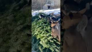 The Goats favorite Holiday treat? The tree! 🌲 #goat
