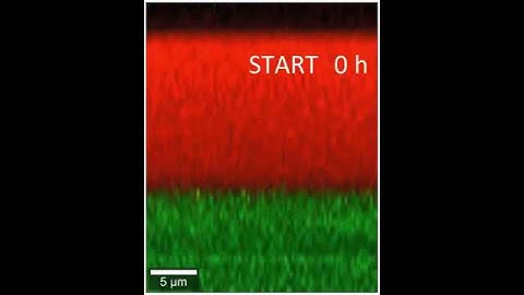 WITec confocal Raman - Depth profiling of varnish hardening