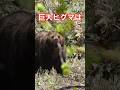 巨大ヒグマは山奥にいる#北海道#ひぐま#自然#動物#wildlife#bear#animals#野生#野生動物#駆除#ハンティング#有害鳥獣駆除#オソ18#サホロリゾートベアマウンテン#トレイルカメラ