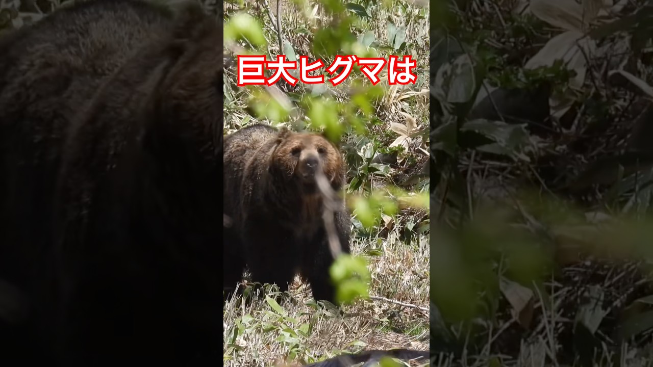 巨大ヒグマは山奥にいる#北海道#ひぐま#自然#動物#wildlife#bear#animals#野生#野生動物#駆除#ハンティング#有害鳥獣駆除#オソ18#サホロリゾートベアマウンテン#トレイルカメラ