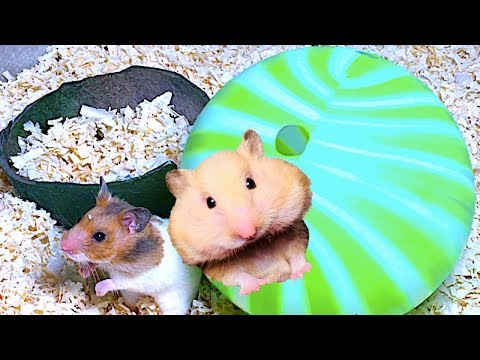 funny-hamsters-play-in-a-balls-|-very-lovely-my-hamsters
