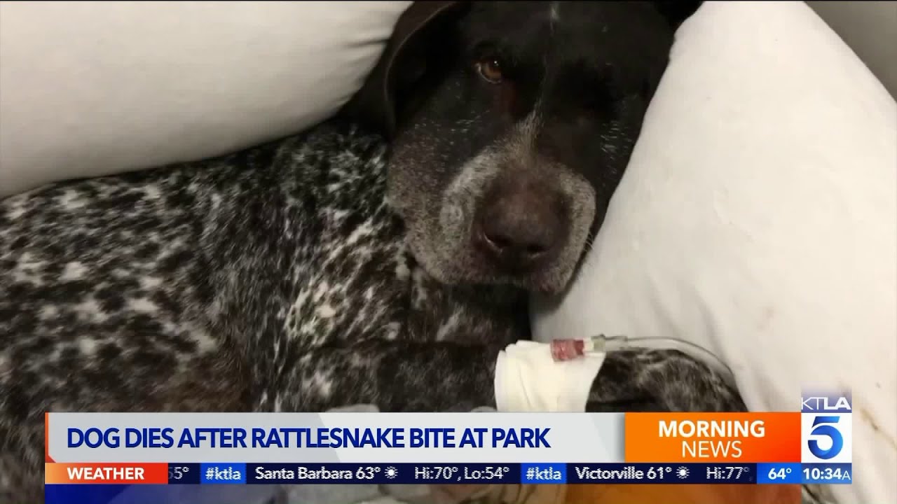 Dog Recovering From Snake Bite in Laurel Canyon