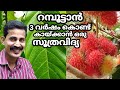 Rambutan fast growing tip/ റബൂട്ടാൻ പെട്ടന്ന് വലുതാകാൻ / മുരടിപ്പ് മാറ്റാം / Btech MIXMEDlA