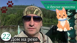 Первое купание собаки, сода vs. муравьи - начало эксперимента и другое... Дом на реке, часть 22. Первое купание собаки, сода vs. муравьи - начало эксперимента и другое... Дом на реке, часть 22.