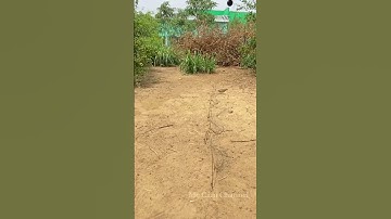 Bẫy Chim Cút Rừng t 188 bằng gương, nhanh dính/đơn giản hiệu quả.#shorts