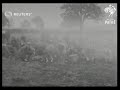 Children gather potatoes (1918)