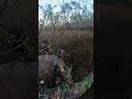 Roosting a Public Land Osceola - Gobbling Turkeys in South Florida #hunting #outdoors #wildlife