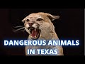 MOST DANGEROUS ANIMALS IN TEXAS