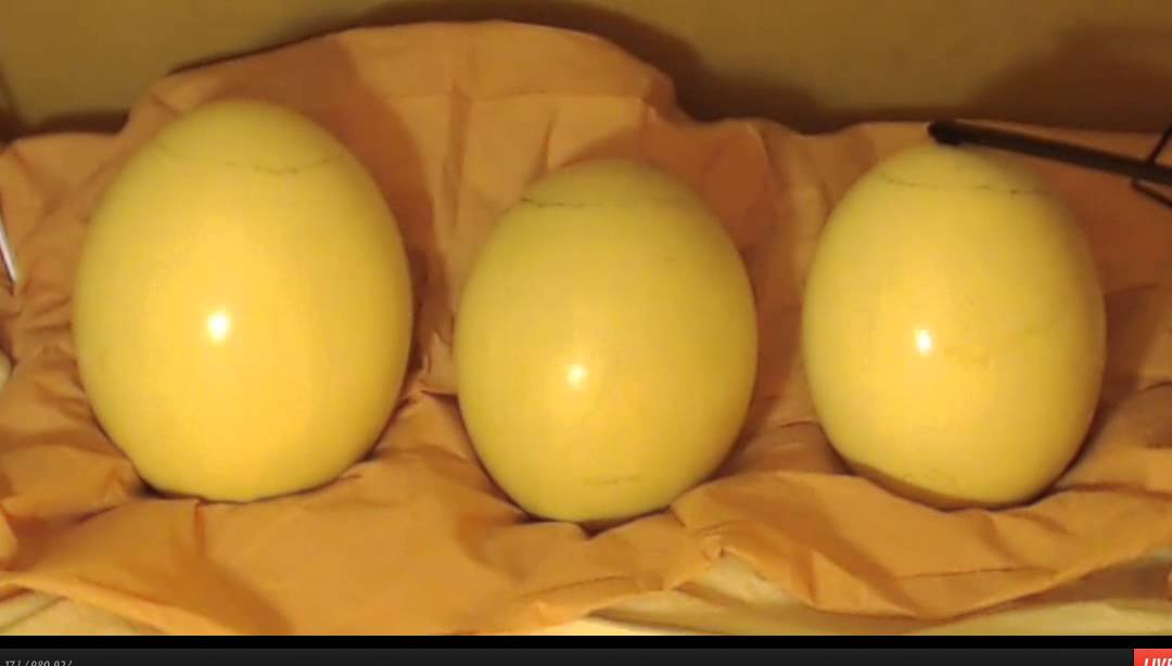 Ostrich Egg Sounds YouTube
