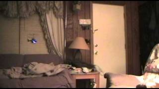 capture0001.avi