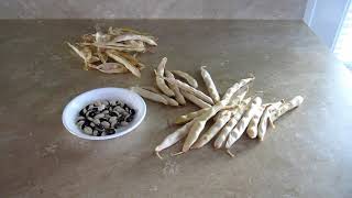 Growing Calypso Dried Beans Zone 5