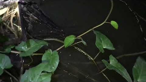 cấm câu mương lạng!phục thù hugo cá lóc khủng tập 6(fishing