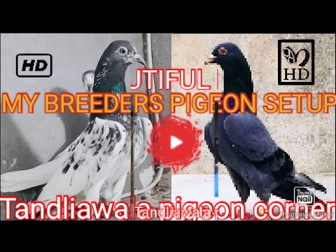 My pigeons breeding setup
