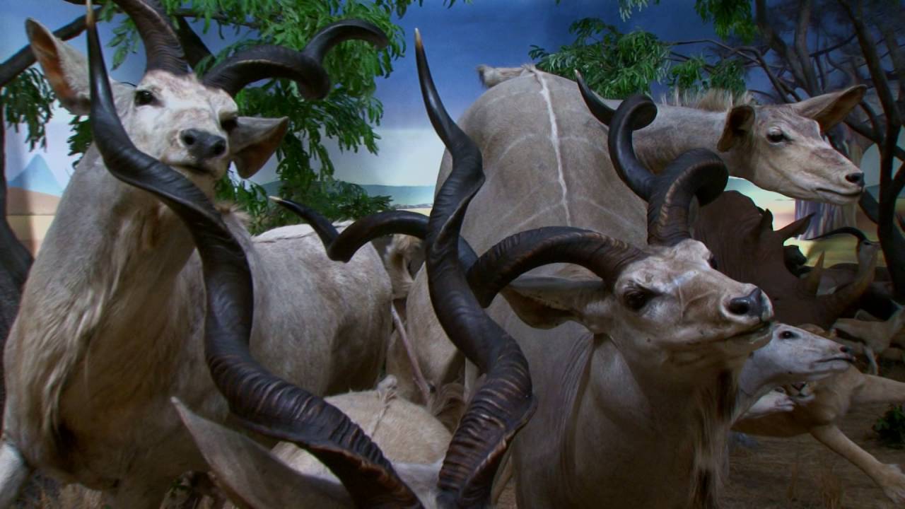 "Shofar! The Voice of God" Trailer YouTube