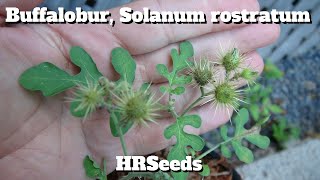 ⟹ Buffalo bur | Solanum rostratum | HRSeeds.com