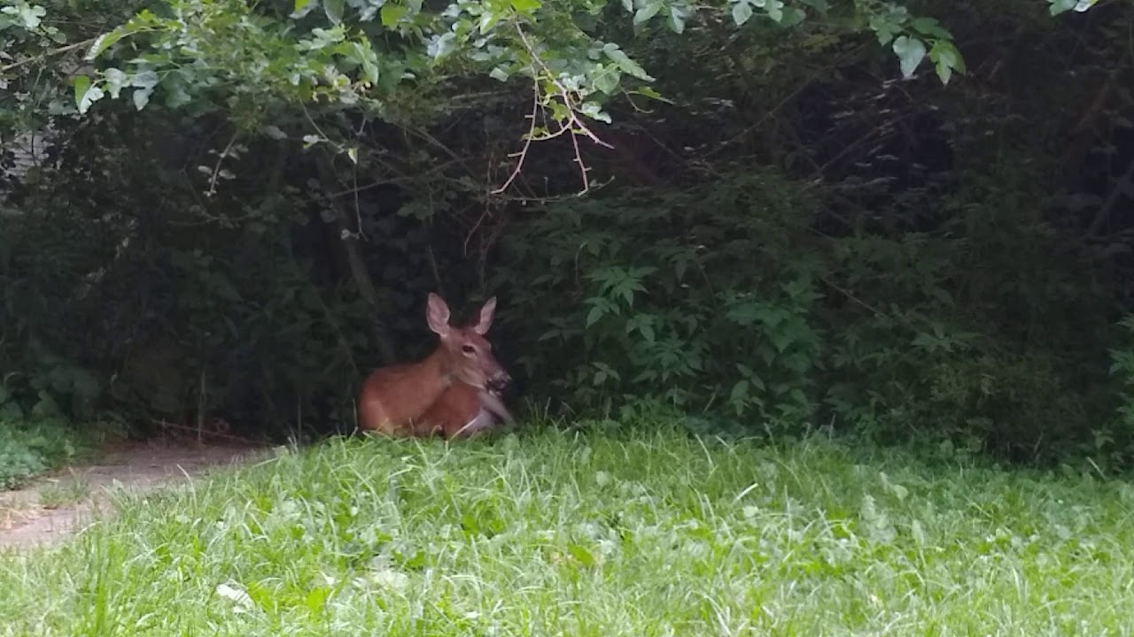 20 Minutes Chilling With The Deer Possibly Giving Birth In Our Backyard