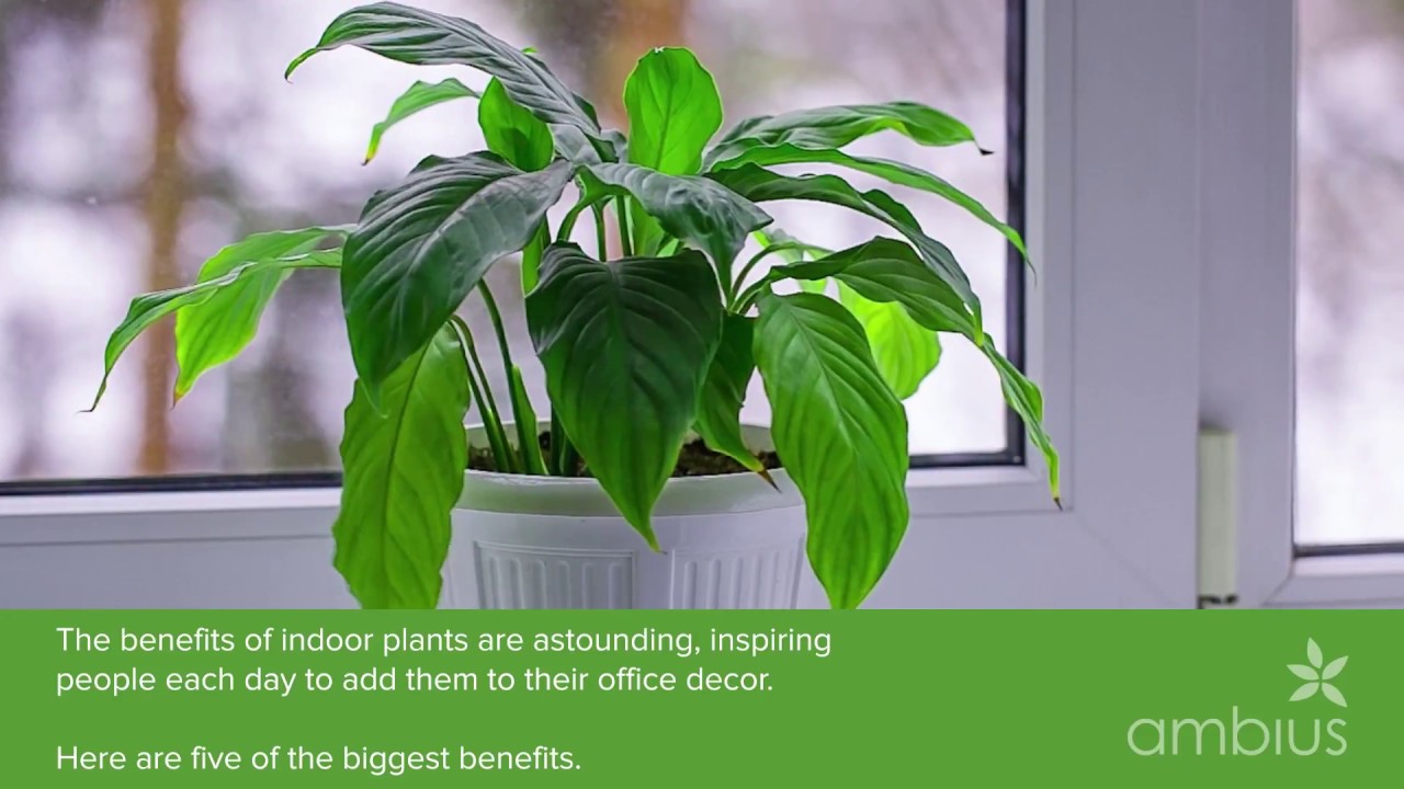 office indoor plants workplace the benefits of indoor plants for your business youtube office indoor plants workplace the benefits of indoor plants for your business youtube