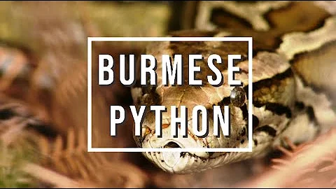 Coastal Invasive Species - Burmese Pythons - FISAW 2020