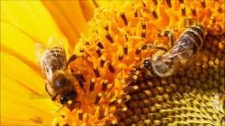 Arılar Ve Bal Hakkında Bilmeniz Gereken 15 İlginç Bilgi ᴴᴰ