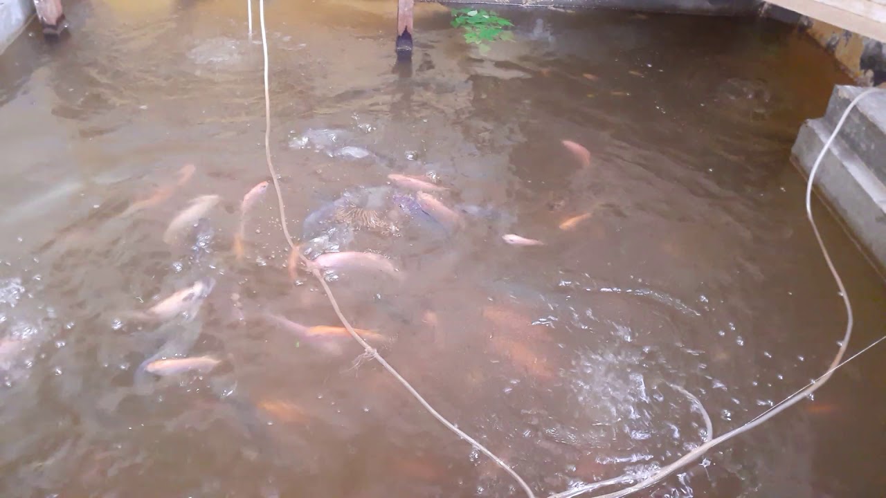 Budidaya Ikan Nila Kolam Beton Di Depan Rumah Sistem Bioflok YouTube