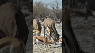 Springbok and kudu in Etosha National Park, Namibia.